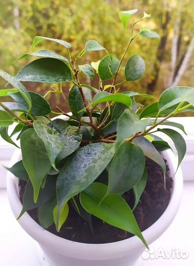 Фикус кинки