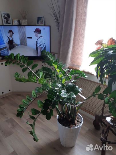 Замиокулькас