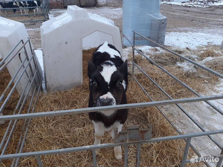 Крс на откорм, бычки