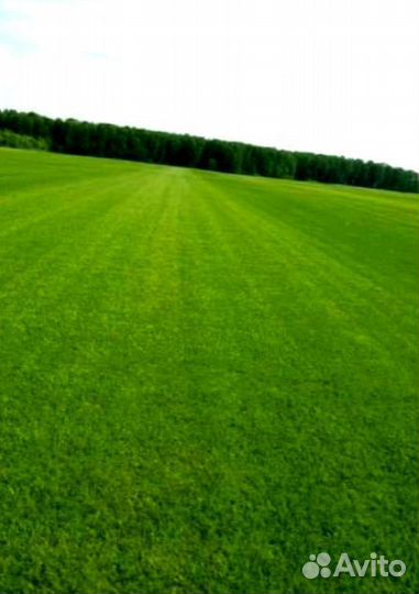 Рулонный газон