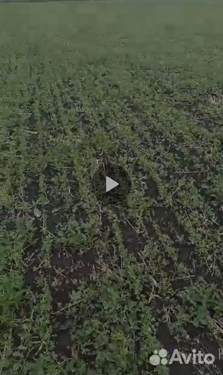 Семена люцерны