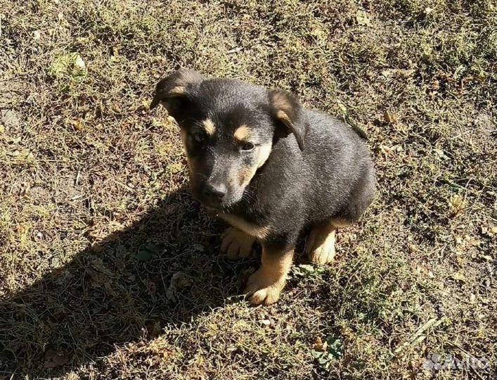 Щенок девочка