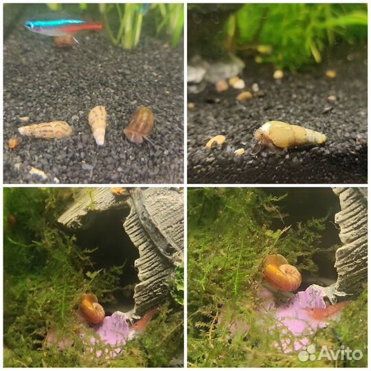 Улитки аквариумные. Малыши