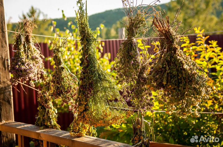 Противовирусный сбор