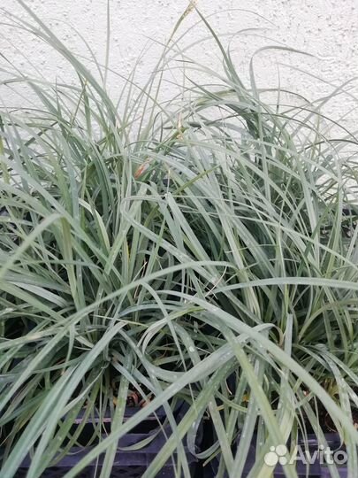 Декоративные злаки