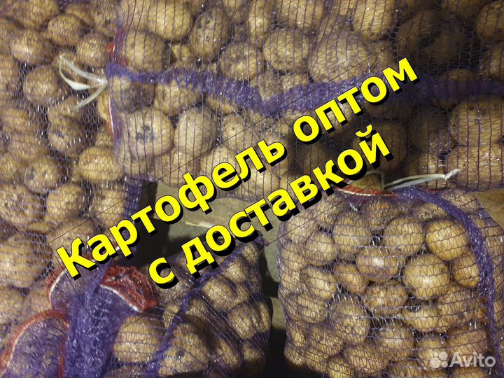 Картофель оптом