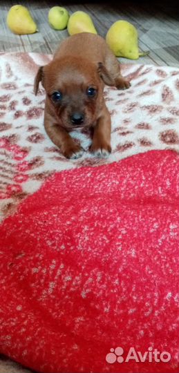 Той-терьер щенки