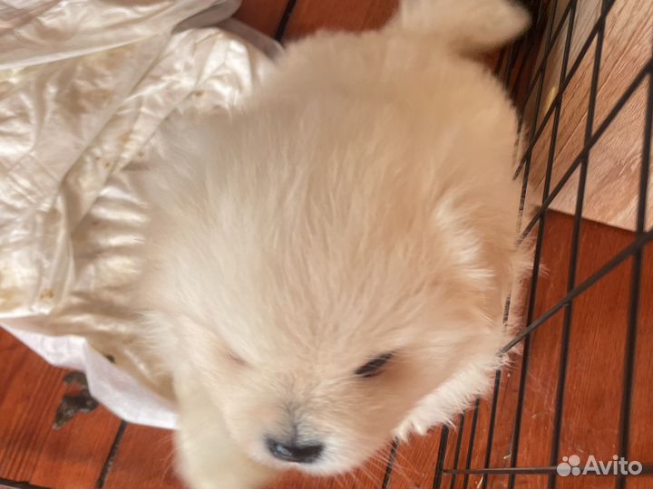 Щенки шпица