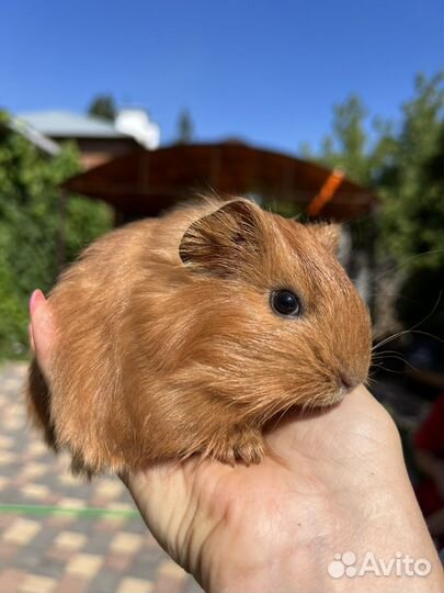 Малышки шелти