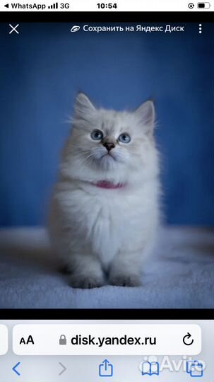 Невская маскарадная