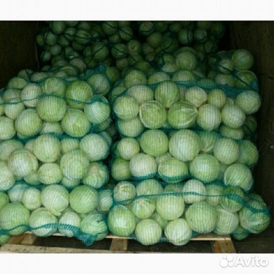 Капуста белокочанная