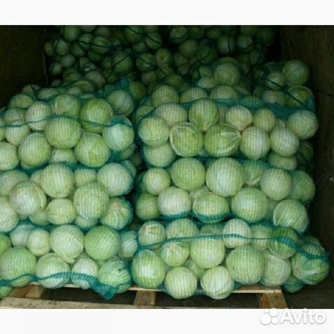 Капуста белокочанная