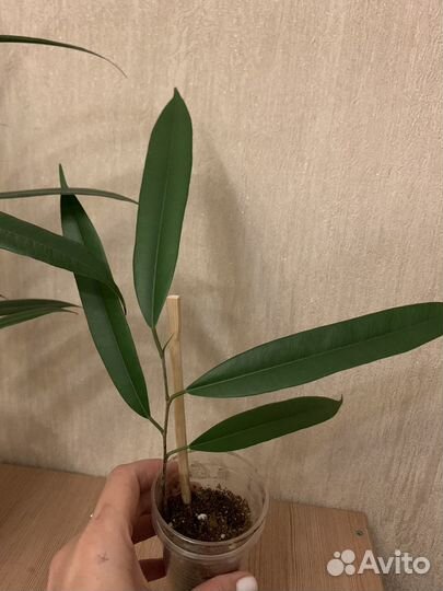 Фикус Али амстрел кинг