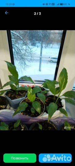 Спатифиллум, отростки