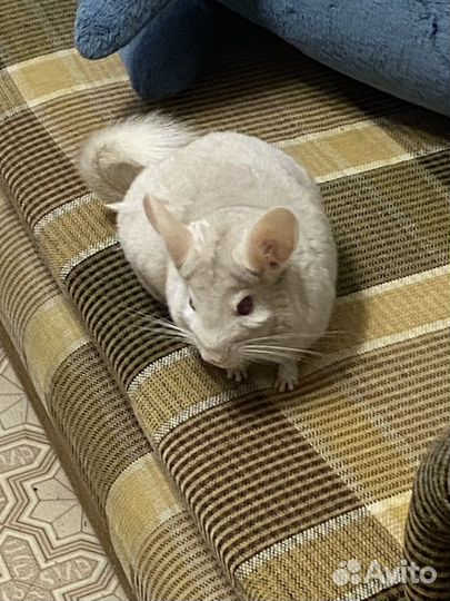 Шиншиллы с клеткой