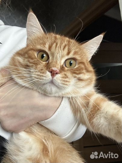 Кот