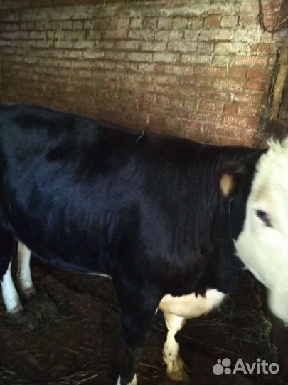 Бычки телки