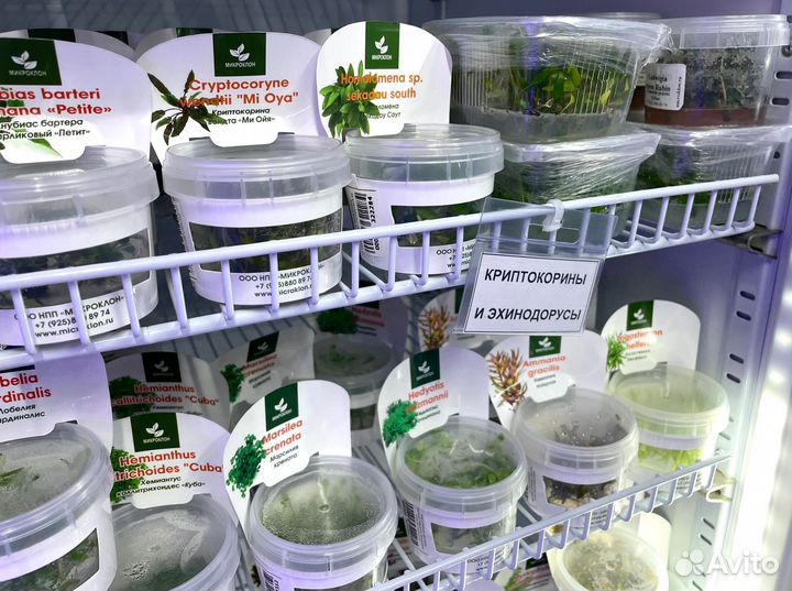 Меристемные растения