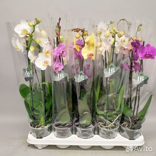 Фаленопсис микс 1ств 12 45