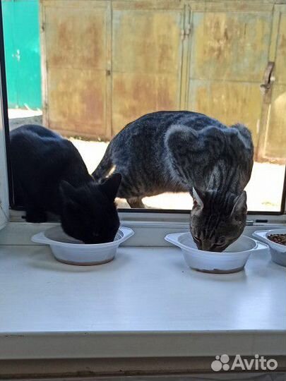 Самые-самые котики и кошечки