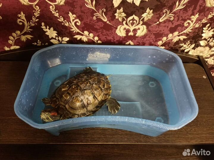 Красноухая черепаха с аквариумом и ванночкой