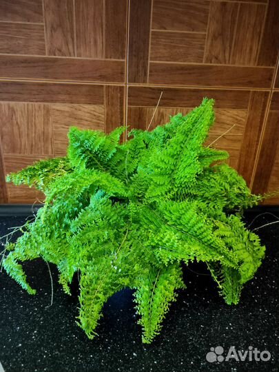 Нефролепис Грин Фэнтези