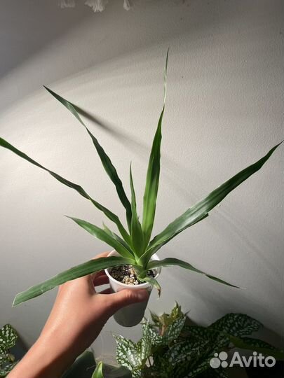Растения Драконовое дерево (Dracaena draco)