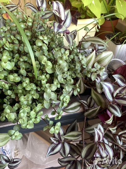 Традисканция