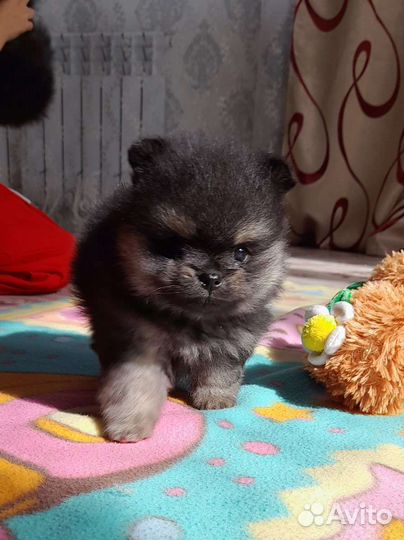Померанский шпиц