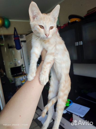 Котенок мальчик