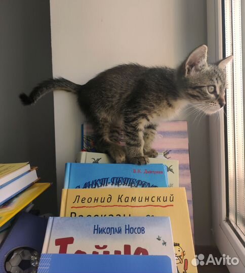 Котенок в добрые руки