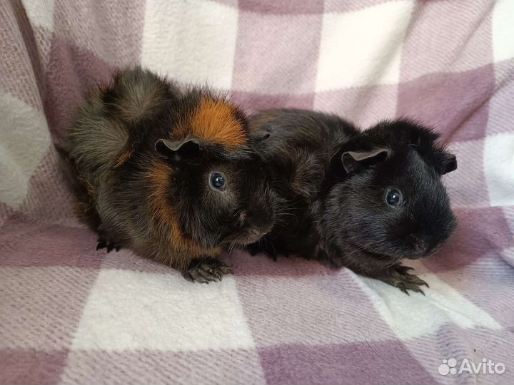 Морские свинки для семьи