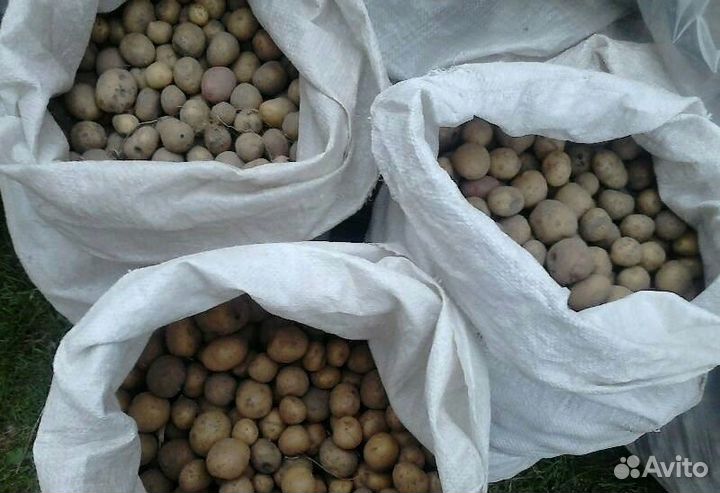 Картофель на корм скотине