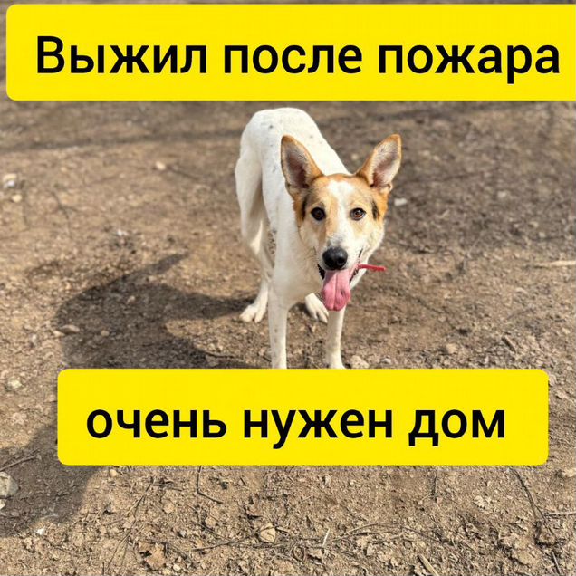 Взрослый пёс в добрые руки