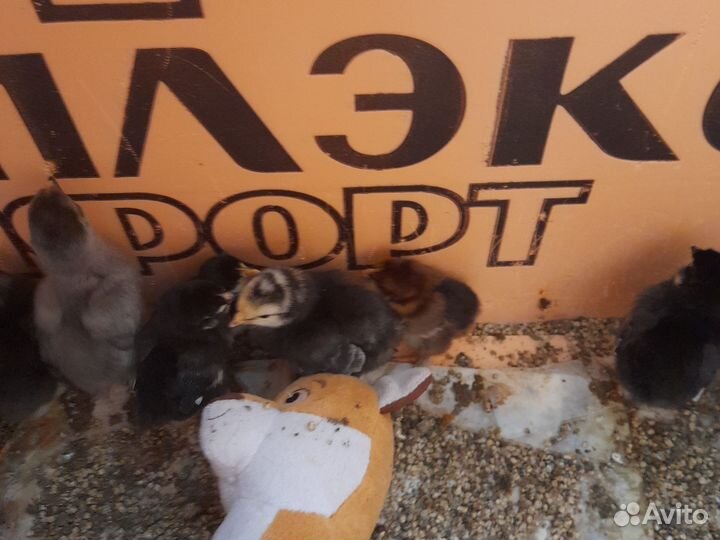 Цыплята подрощенные