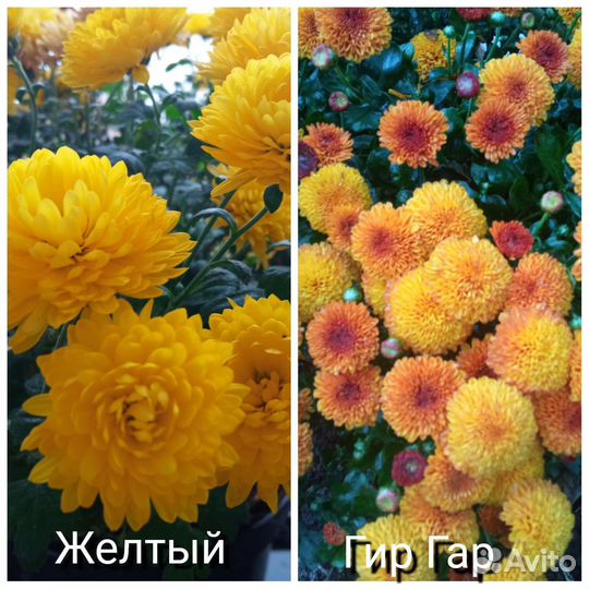 Хризантемы мультифлора и корейские