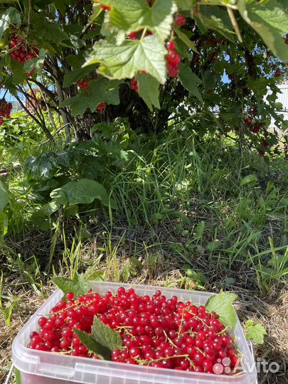 Продам красную смородину