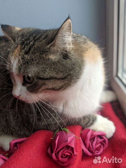 Кошка красотка с мозаичной окраской