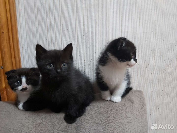 Котики ищут Дом