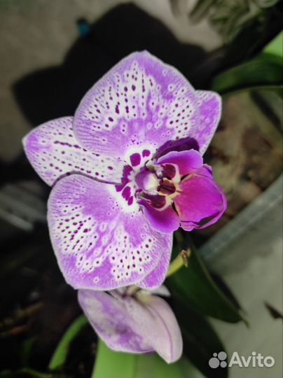 Орхидея фаленопсис детка