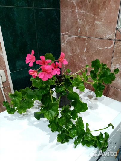 Комнатные растения цветы