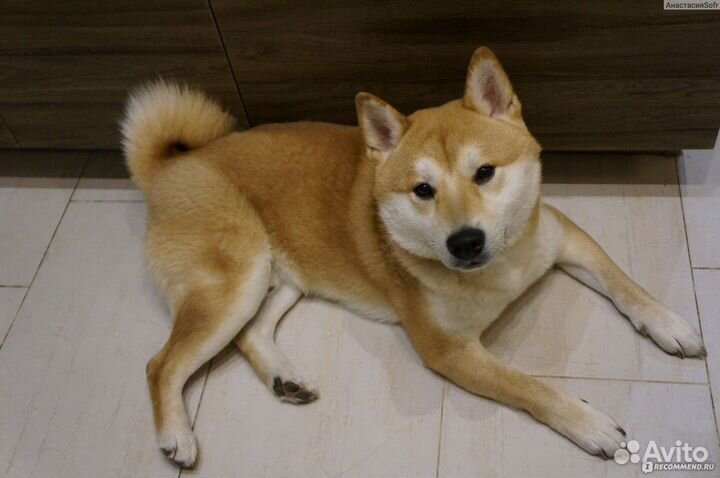 Шиба сиба ину
