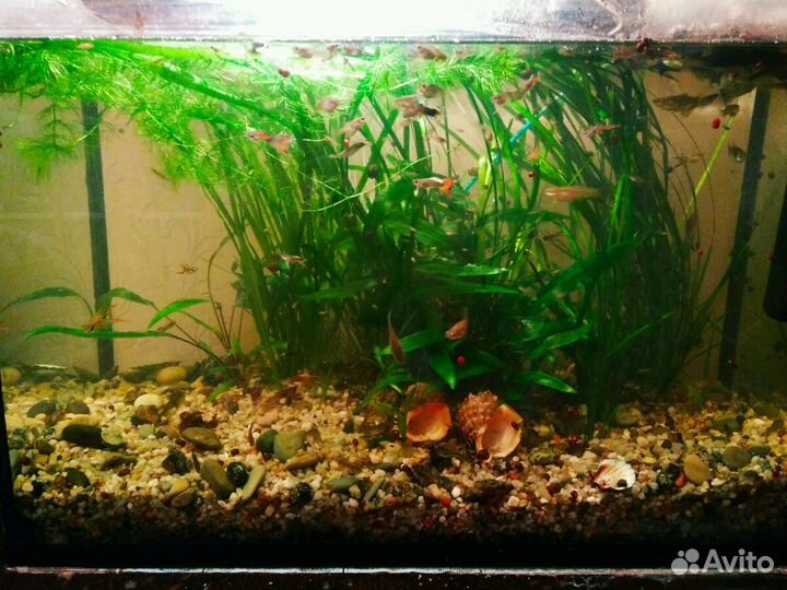 Гуппи, анциструсы