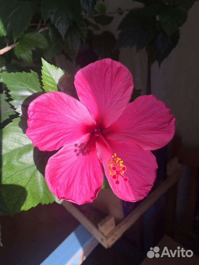 Гибискус китайская роза