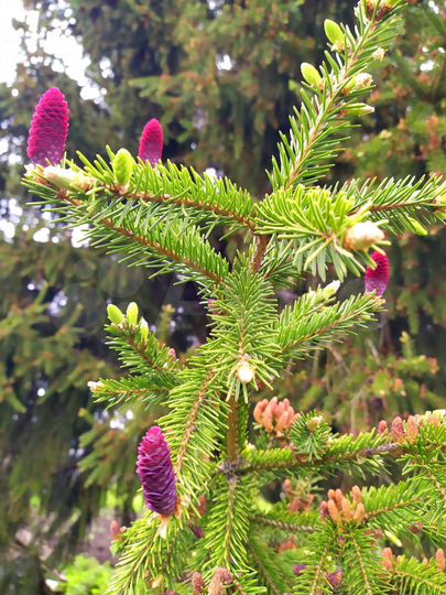 Участок 8 сот. (ИЖС)