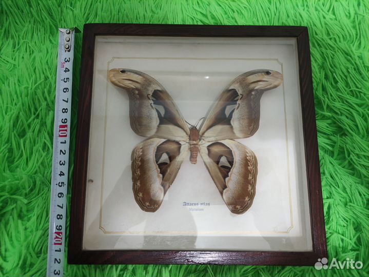 Attacus atlas бабочка и Goliathus albosignatus жук