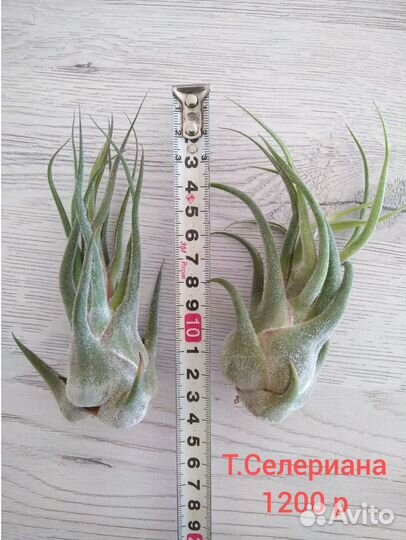 Тилландсия атмосферная часть 2