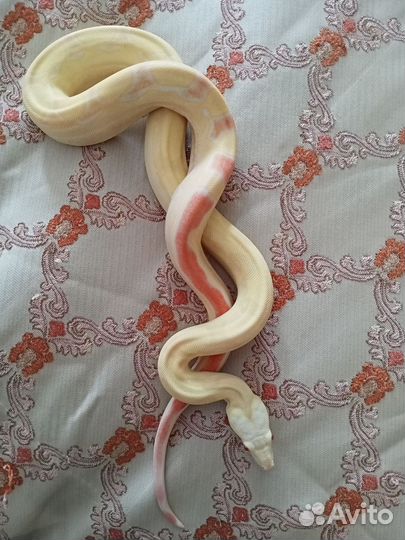 Императорский удав самка