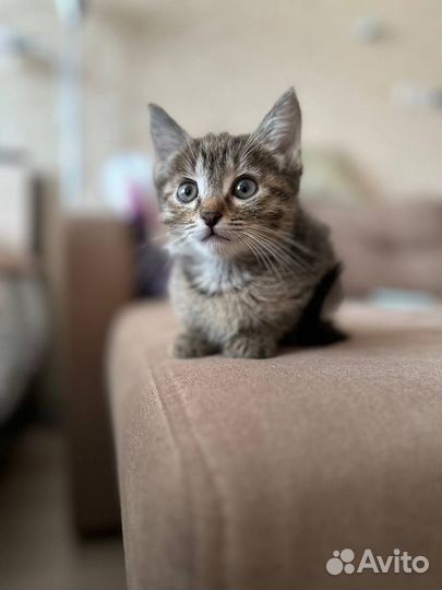 Кошечку в хорошие руки