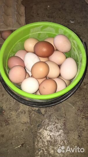 Домашние куриные яйца